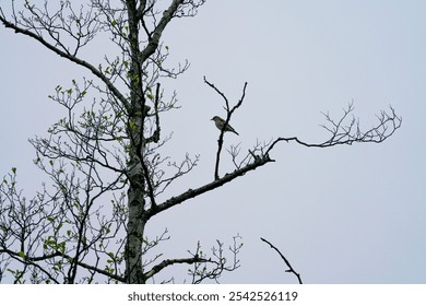 A low angle shot of a song thrush bird perched on dry branches - Powered by Shutterstock