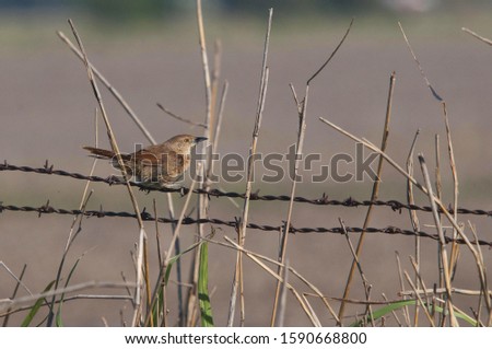 Similar – Image, Stock Photo A little sparrow sits on a bird statue