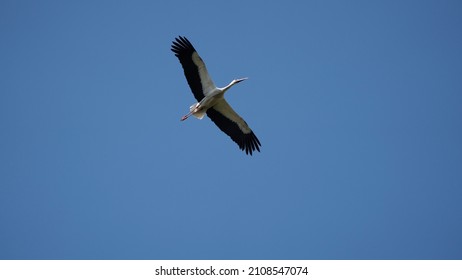 A Low Angle Shot Of A Stork In Flight