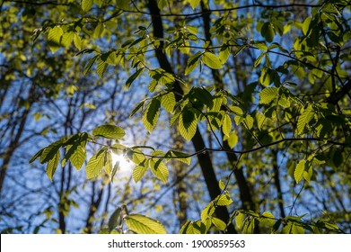 low angle shot of sunlit green leaves on branches - Shutterstock ID 1900859563