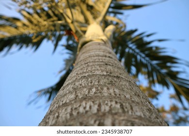 Low Angle Shot of Tree bark with bokeh background of the leaf. Tree trunk tilt up selective focus. Areca palm tree from low angle shoot. - Powered by Shutterstock