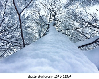 A low angle shot of a tree partially covered with snow during winter