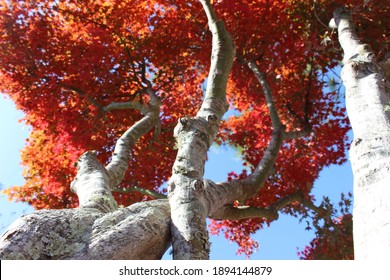 A low angle shot of a tree with red leaves against the sky