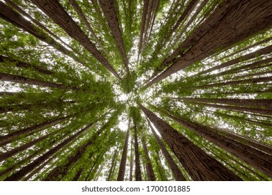 A low angle shot of the trees in a redwood forest