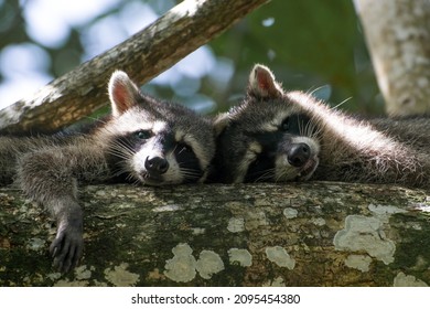 Low angle shot of two racoons hanging out on a big branch at Cahuita National park. Green bokeh background with cute animals in focus.