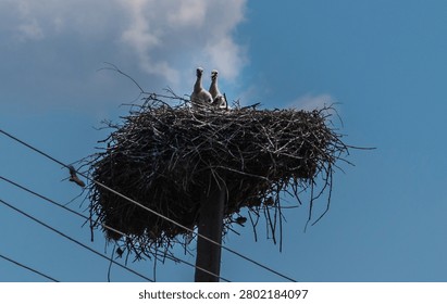 Low angle shot of two white stork chicks sitting in a large nest built on top of a utility pole against a cloudy blue sky. Wild birds in rural area.