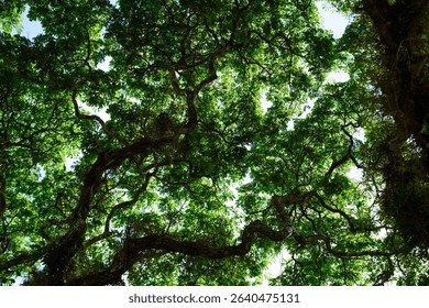 Low angle shot under a tree. Low angle shot of a tree blocking the sky.