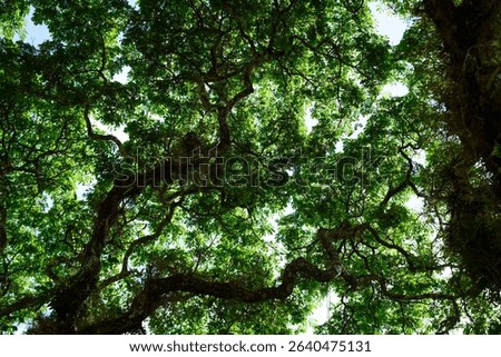 Low angle shot under a tree. Low angle shot of a tree blocking the sky.