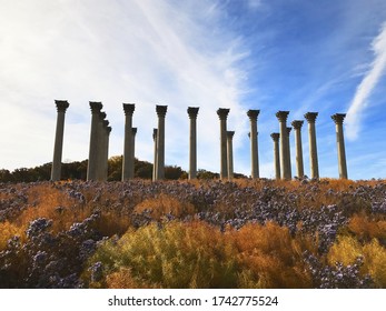 A Low Angle Shot Of The United States National Arboretum Washington The USA