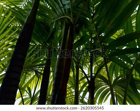 Low angle shot view of palm tree trunk and fronds against a blue sky