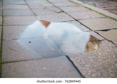 Low Angle Shot Of Wet Pavement In Tallinn