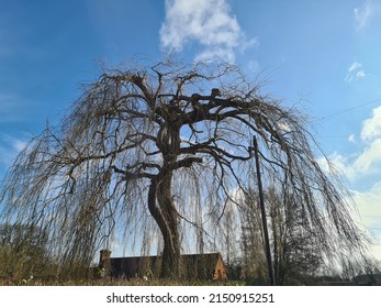 A Low Angle Shot Of A Willow Tree Near A House Under A Blue Sky