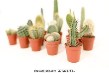 Low angle side view of diverse miniature desert cactus plants assortment collection in small brown pots