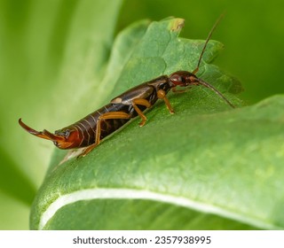 Low angle sideways macro shot of a common earwig on a green leaf