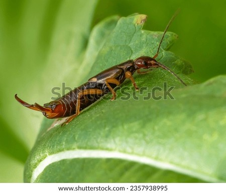 Low angle sideways macro shot of a common earwig on a green leaf
