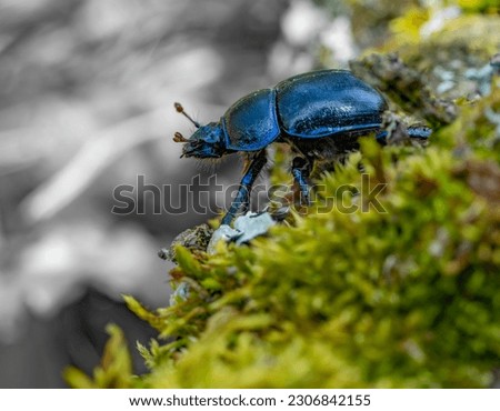 Low angle sideways shot of a blue metallic iridescent earth-boring dung beetle