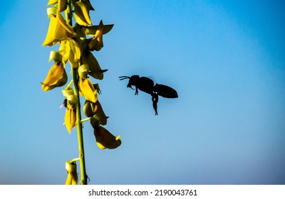 Low Angle Silhouette Of A Bee Flying Close To A Plant Against A Clear Blue Sky Background