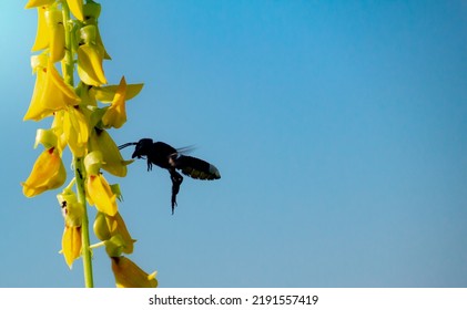 Low Angle Of Silhouette Bee Flying Close To The Yellow Plant Aginst Blue Sky Background