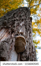 Low angle tall tree with textured bark and tree mushroom. Close-up of mushroom. Autumn tree with yellow leaves. Detailed wood texture.  High tree with blue sky. Old beautiful bark. Damaged trunk