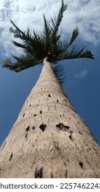 the low angle of tree