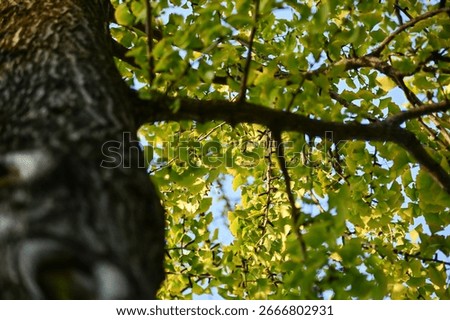 Low angle of the tree, full of tree branches and leaves. A bunch of tree branches. Looking up to the trees. Nature concept. Tree background.