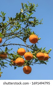 Low angle of tree with ripe orange  fruits hanging against blue sky background from Meghalaya,North East, India,Asia 