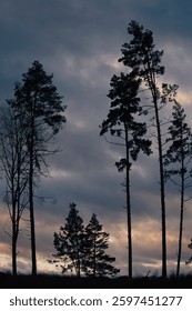 Low angle of trees against cloudy sky 