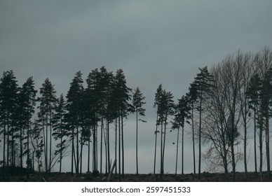Low angle of trees against cloudy sky 