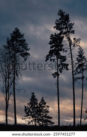 Low angle of trees against cloudy sky 