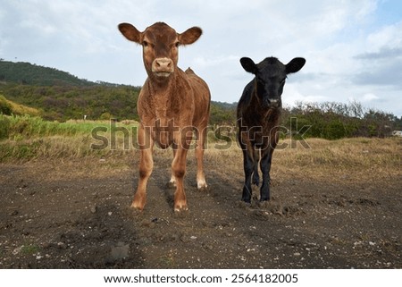 A low angle of two adorable calves in the field