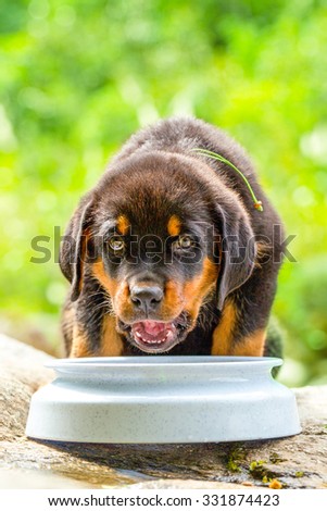 Low angle view of an adorable Rottweiler pup joyfully devouring its meal amidst a lush green natural backdrop,creating a captivating visual.