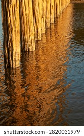 Low angle view of ancient teak wood pillars of U Bein Bridge stretching with golden water reflection on Taungthaman Lake, Myanmar.