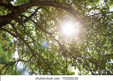 Low angle view at the apple tree with sun beam