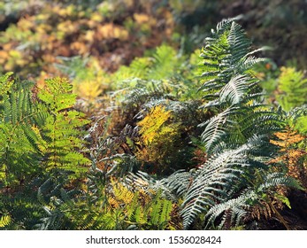 Low angle view of autumn light on bracken in English countryside - Shutterstock ID 1536028424