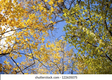 Low Angle View Of A Autumn Tree.