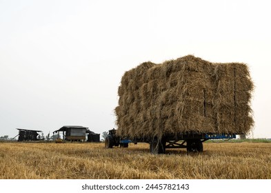 Low angle view from the back of a walk-behind tractor carrying piles of straw bales tied with ropes to prevent falling, stacked on top of each other, stationary near a hut resting on a rice field.