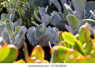 Low angle view. Backgrounds concept. Botany, succulent plants, succulents. Water wise species, retain water arid climates, dry soil conditions