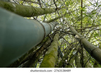 Low Angle View of Bamboo Forest with Tall Green Stalks and Natural Light
