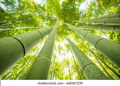 low angle view of bamboo forest