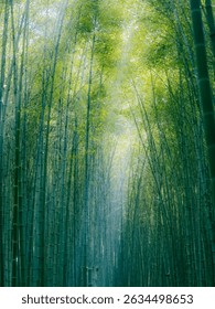 Low angle view of bamboo trees in forest