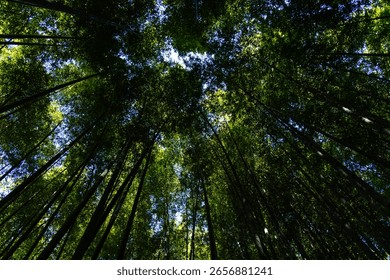 low angle view of the bamboo trees in the forest