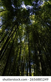 low angle view of the bamboo trees in the forest