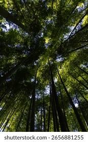 low angle view of the bamboo trees in the forest