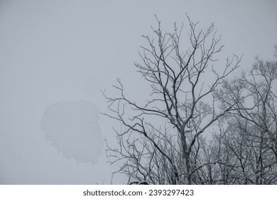 Low angle view of bare tree against sky