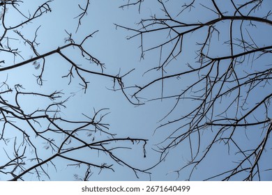 Low angle view of bare tree branches against a clear blue sky. Abstract nature background for winter or dry season concepts. Minimalist and serene.
