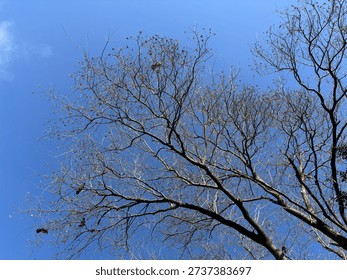 Low angle view of a bare tree with intricate branches spreading against a clear blue sky. The leafless twigs create a complex network of lines forming a natural abstract pattern that contrasts sharply with the bright azure background. The silhouette of the tree highlights its structural beauty and the organic forms of nature during the winter season. This image captures the essence of dormancy and resilience as the tree waits for spring to bloom again. The vastness of the sky provides a sense of openness and freedom while the detailed branches add texture and visual interest. Perfect for use as a background in design projects environmental themes or artistic compositions. The sunlight illuminates the scene creating a crisp and clean atmosphere. A symbol of strength and endurance in the natural world standing tall against the elements. The lack of leaves allows for a clear view of the tree's architecture and the sky above.
