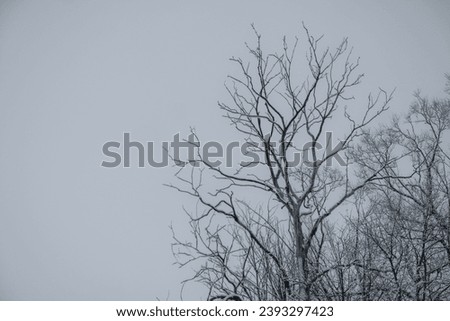 Low angle view of bare tree against sky