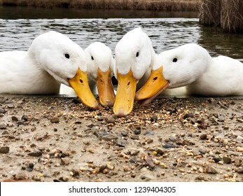 Low angle view of the beaks of four American Pekin Aylesbury ducks searching for food 