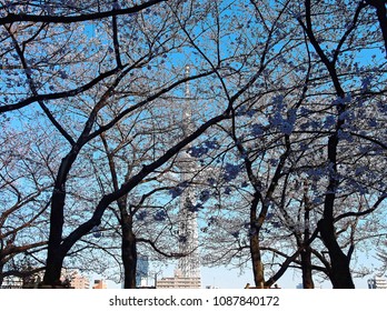 Low angle view of beautiful cherry blossom trees blooming against blue clear sky, with the famous landmark Tokyo Skytree standing behind the vibrant Sakura trees by Sumidagawa River in Tokyo , Japan - Powered by Shutterstock