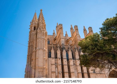 Low angle view of beautiful La Seu cathedral and tree. Gothic style church against clear blue sky. Famous religious building in old historic town. - Powered by Shutterstock